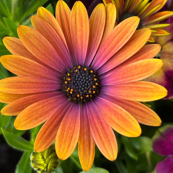 Meet your Posher, A Little Bit Extra!! - Picture 7 of 16